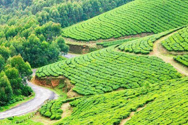 Munnar 2